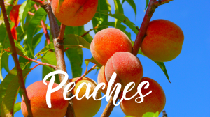 Peaches